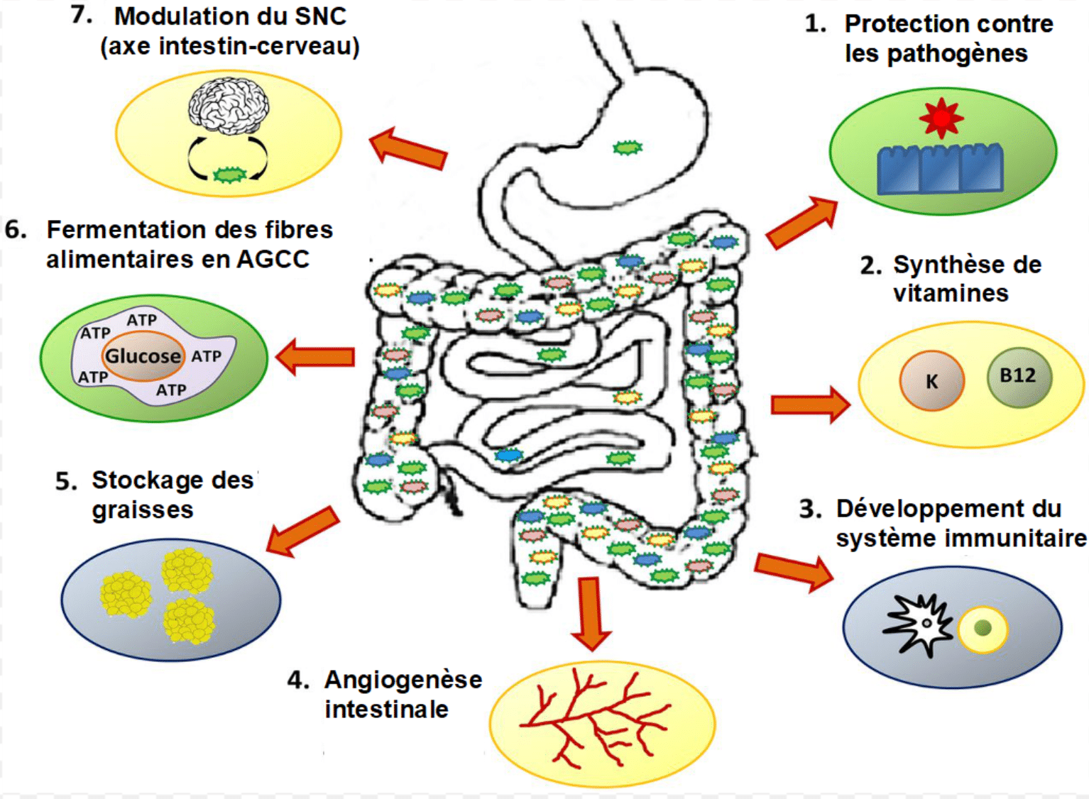 Comment avoir un microbiote intestinal en santé par l’alimentation
